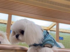 -帕帕拉兹宠物(亚洲旗舰店)