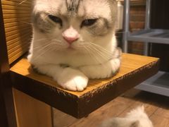 -more than meow吴止猫主题餐厅(承德 中船汇店)