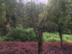 -铁山坪森林公园