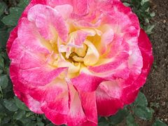 -克茗冰室(宝安大仟里店)