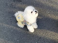 -佳雯宠物医院·皮肤科·内外科(春晓路分院)