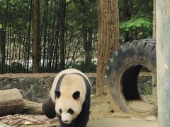 -都江堰中华大熊猫苑