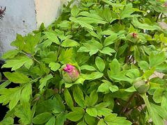 -双季花艺园艺市场(浦东店)