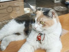 -CENCHI 汵奇咖啡(东四店)