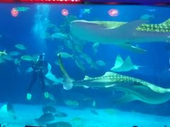 -烟台海昌鲸鲨海洋公园