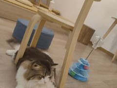 -柴迷FANS CLUB·柴犬狗咖·猫咖