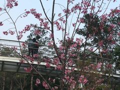 -狐尾山公园