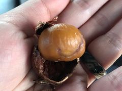糖炒栗子-秋栗香(地安门店)