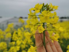 -小鱼草莓采摘园农家乐·小鱼餐厅