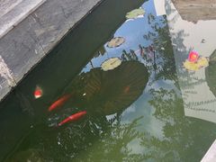 -汤宴·参须肚包鸡(南京路店)
