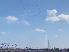 -海上花岛玫瑰园采摘
