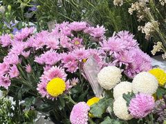 -荷兰花海