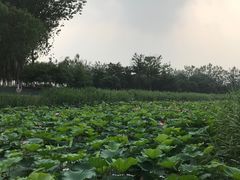 -大兴滨河森林公园