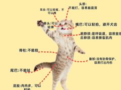-佩兹宠物医院肿瘤专科·眼科·牙科(黄浦店)