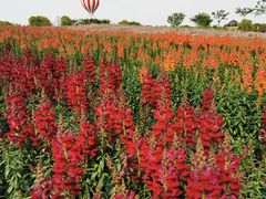 -歌斐颂巧克力小镇