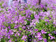 -白塘生态植物园