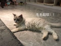 -猫爷宠物生活馆·撸猫馆