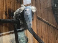 -上海大自然野生昆虫馆(东方明珠·爬宠昆虫探索中心)