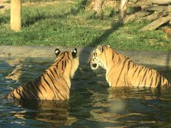 -泉州海丝野生动物世界