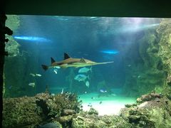 -悉尼海洋生物水族馆