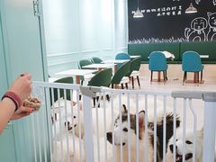 -安格丽娜·狗咖·猫咖羊驼咖(春熙路百盛商场店)