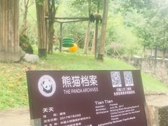 -都江堰中华大熊猫苑