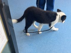 -博特宠物医院24h犬猫全科.骨科·异宠
