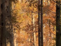 -黄海国家森林公园