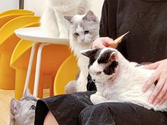 -有喵·猫咖·狗咖·40+猫狗有小奶狗(岗厦店)