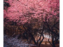 -白塘生态植物园