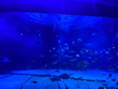 -烟台海昌鲸鲨海洋公园