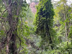 -大岭沟猕猴桃谷风景区