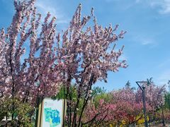 -大兴滨河森林公园