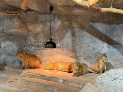 -Zoolung Zoolung动物主题公园(海信广场店)