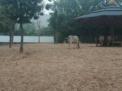 -石家庄市动物园