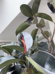 -HEYAN荷妍专业脱毛连锁机构