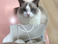 -1013 PET SHOP 宠物商店(近铁城市广场店)