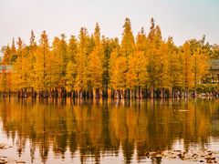 -白鹭湾湿地公园