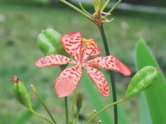 -中国科学院华南植物园