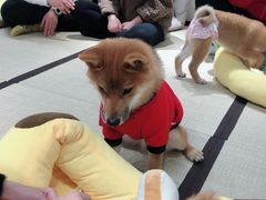 -逗柴咖啡屋·狗咖猫咖宠物桌游