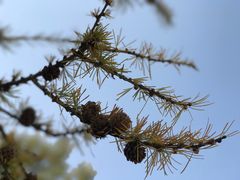 -塞罕坝国家级自然保护区