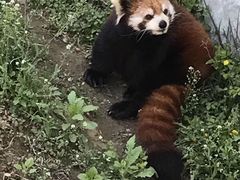 -青岛森林野生动物世界