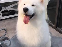 -帕帕拉兹宠物(亚洲旗舰店)