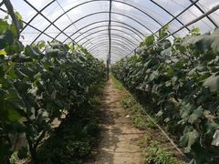 -马陆小张葡萄园农家乐