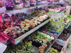 -花鸟鱼虫鲜花绿植市场(玉泉路店)