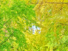 -三里屯东五街银杏大道