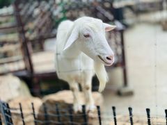 -神户市立六甲山牧场