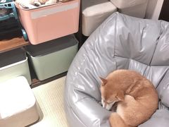 -逗柴咖啡屋·狗咖猫咖宠物桌游
