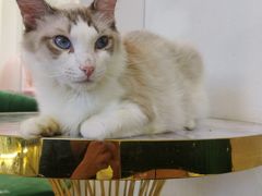 -喵喵咪呀布偶猫咖(春熙路店)