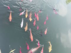 -潘老板炸鸡(河西万达店)